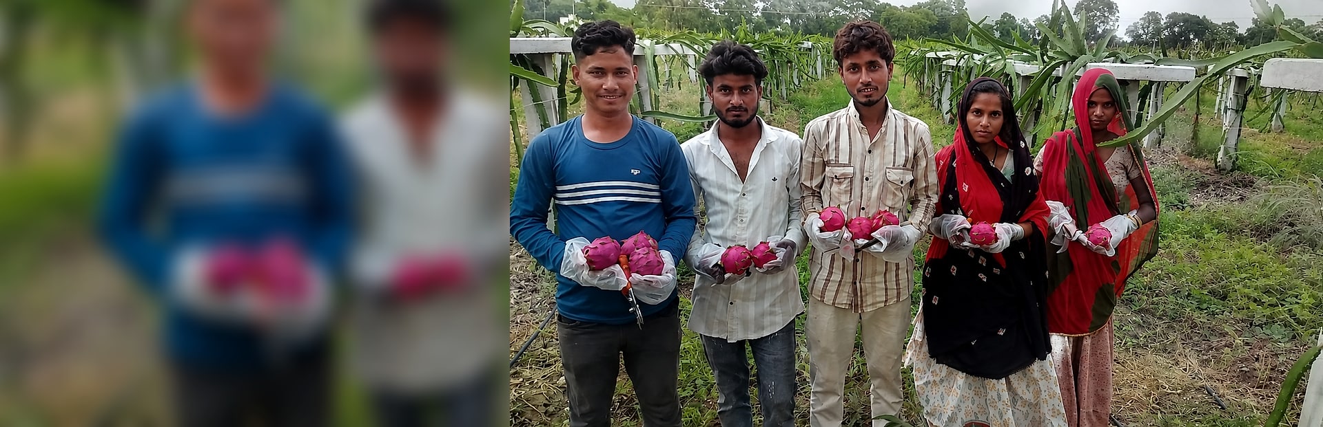 Ripe dragon fruit on the vine